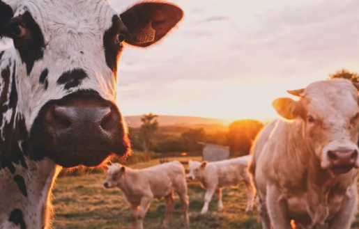 科技巨頭為什么不肯放過“豬牛羊”？